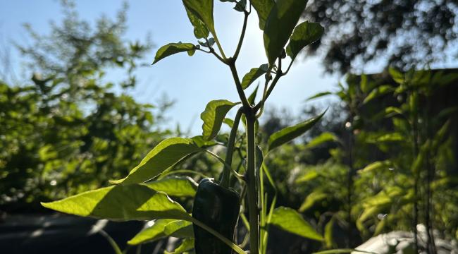 “RU BODRUM” DA ARKA BAHÇEDEN MASAYA SERVİS