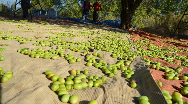 Sofralık zeytin ihracatında tarihi rekor