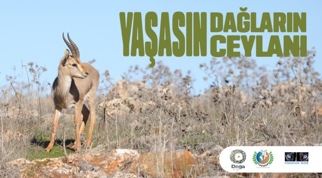 Hatay Dağ Ceylanlarının Geleceği için Yeni Adımlar Atılıyor