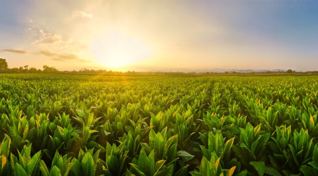 Tütün sektörü 2025 yılında 80 bin ton üretim hedefi koydu