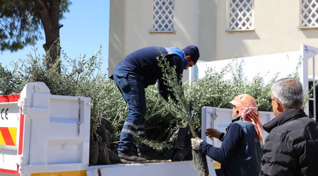 Urla’da zeytin üreticisine 7 bin fidan desteği