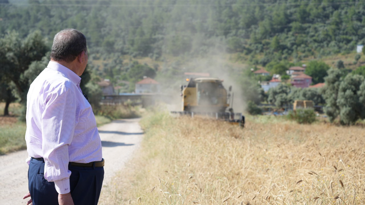 Milas'ta Karakılçık Buğday Hasadı Gerçekleştirildi