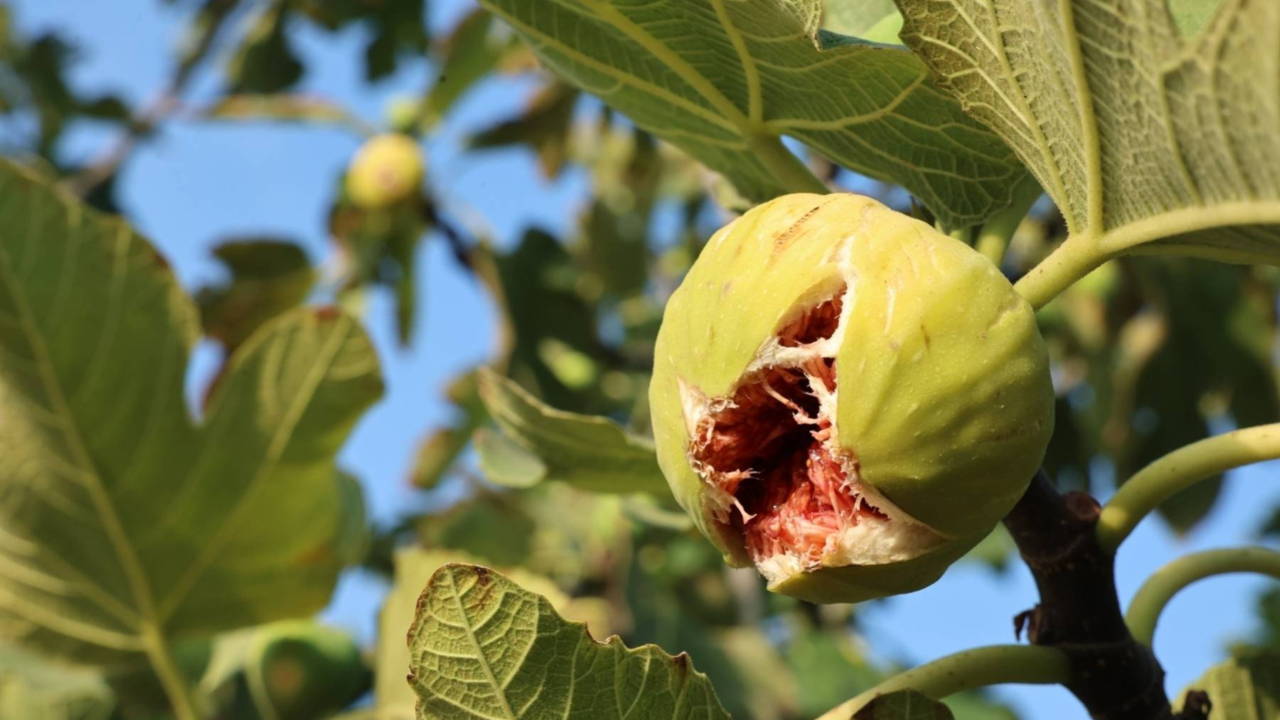 11. Akçalar İncir Festivali 14 Eylül'de