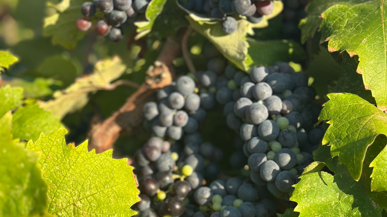 Coğrafi İşaretli Ada Karası Üzüm Hasadı Gerçekleşti