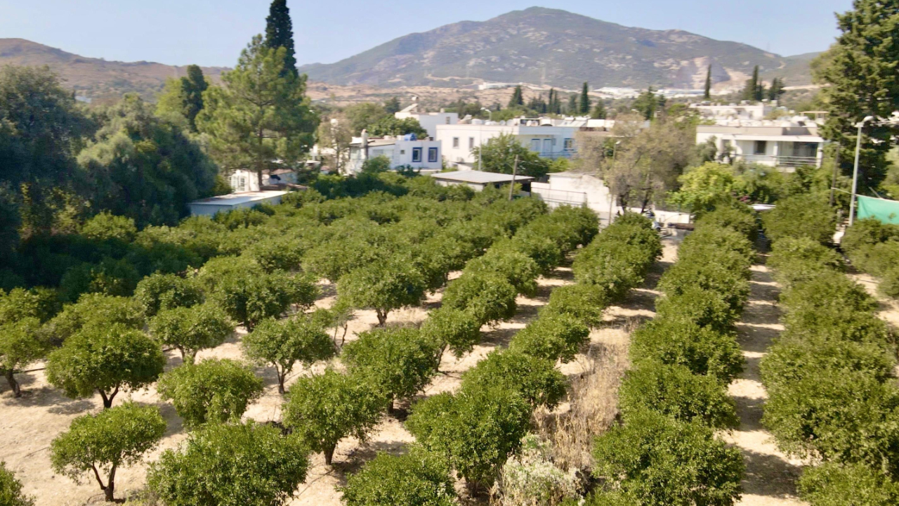 Coğrafi İşaretli Bodrum Mandalinasında Hedef 40 Ton