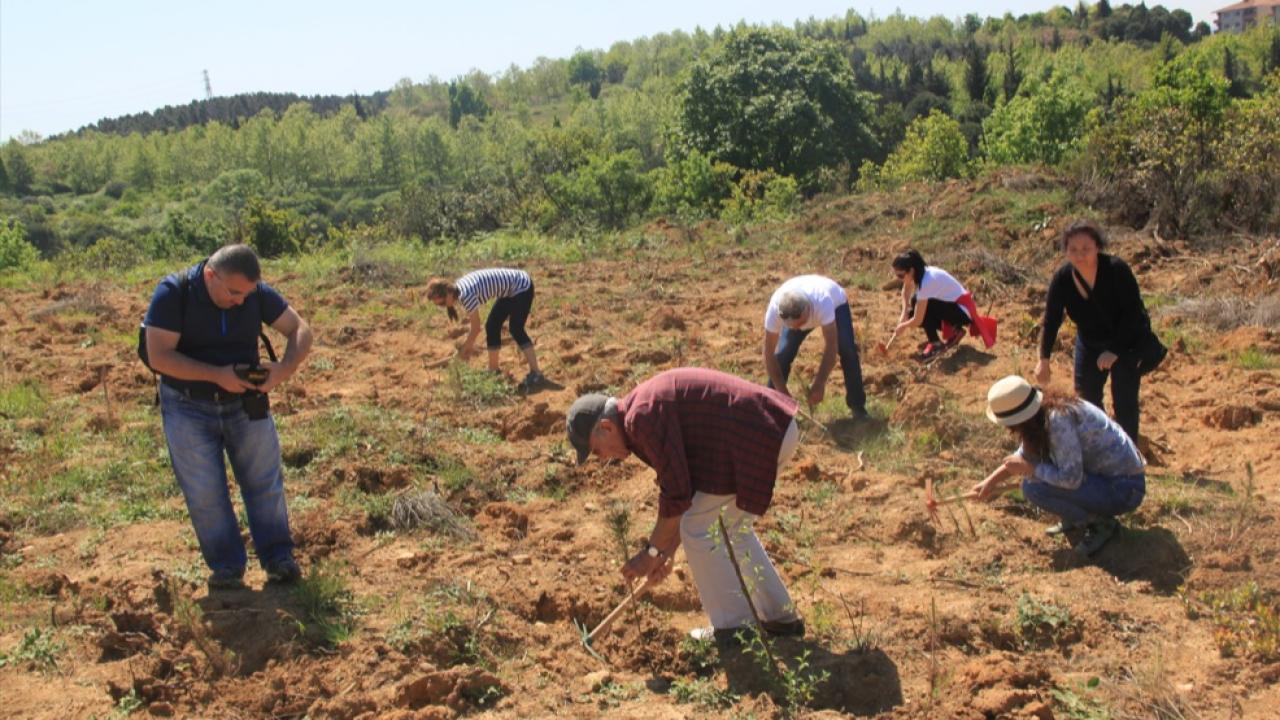 Bir yılda 116 bin fidan dikildi