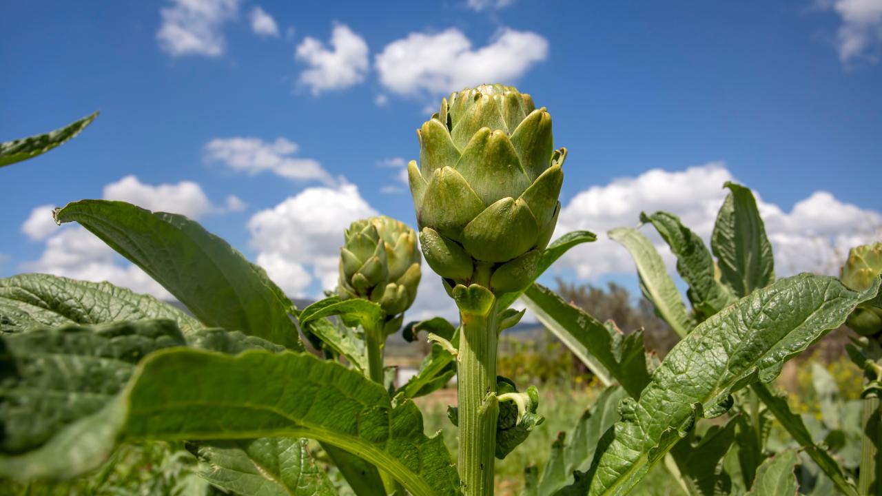 TatilBudur’da Festival Heyecanı Başlıyor