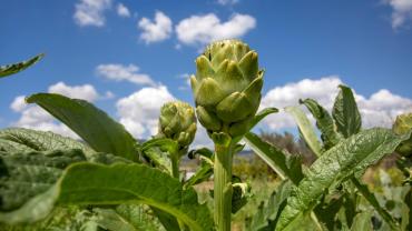 TatilBudur’da Festival Heyecanı Başlıyor