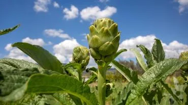 TatilBudur’da Festival Heyecanı Başlıyor